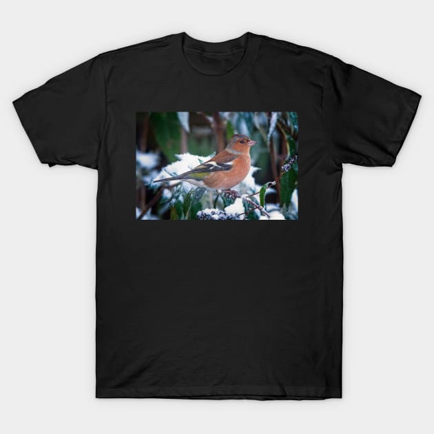 Male Chaffinch Garden Bird T-Shirt by MartynUK